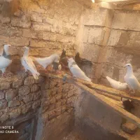 کفتر فروشی