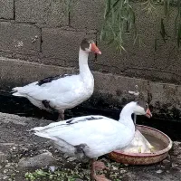 مرغ تخم گذار