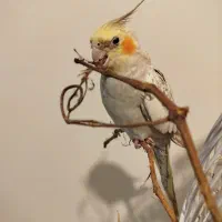 عروس هلندی
