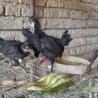 ۳عددجوجه گلین لری یک خروس ودومرغ