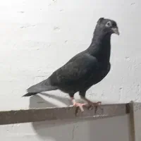ساعت کفتر کاکلی