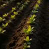 سرکارگر برای انواع کار کشاورزی