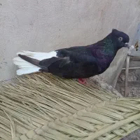 09390163511|سیم‌کارت|اهواز, کوی علوی|دیوار