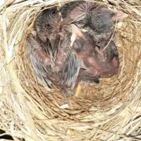 جوجه سهره اهوازی