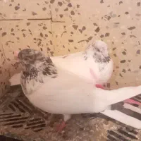 یه جفت کفتر دهن خورده ساعت بالا