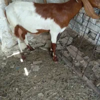بز کهره دار ماده