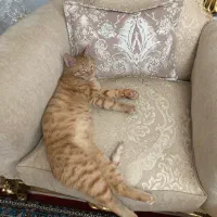 واگذاری گربه عقیم بشدت بغلی با وسایل نگهداری
