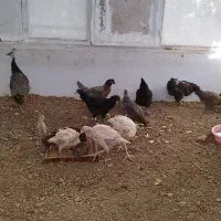 طاووس مرغ بوقلمون