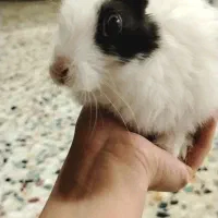 بچه خرگوش