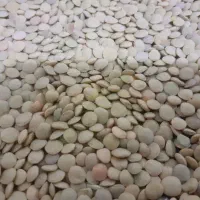 عدس مرغوب تازه وسیب گلاب