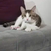 گربه نر خونگی