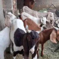 بهترین بز برای نگهداری وشیر دهی