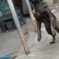 سگ سرابی