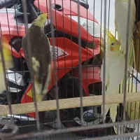 جوجه عروس