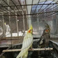 جوجه عروس هلندی