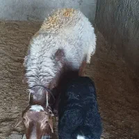 شک داشتی با بره ماده نازار