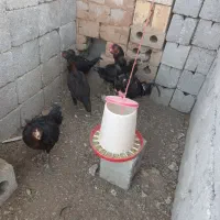 سلام