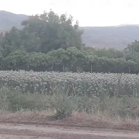 علف زنی باغ انجام میشود