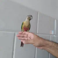 طوطی گرینچیک نر ...عروس هلندی