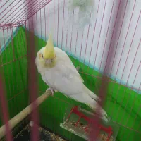 عروس هلندی ماده