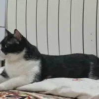 واگذاری گربه ماده بسیار مهربونه دستی لوس