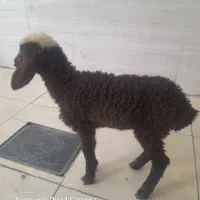 بره شیری