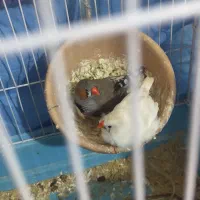 یک جفت فنج