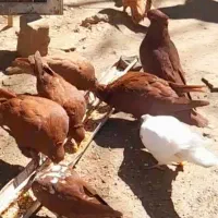 کبوتر سرخ زرد