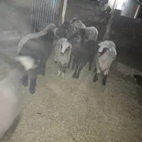 فروش بره نر