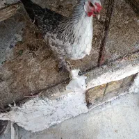 مرغ و خروس برهما