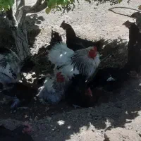 خروس دورگ و اردک اسرائیلی