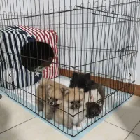 سگ پامر|سگ|تهران, جمهوری|دیوار