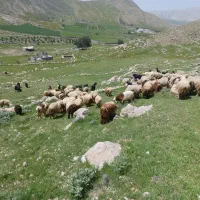 فروش میش با بره
