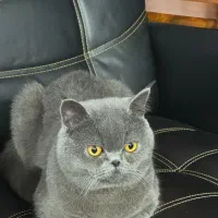 گربه نر جهت جفت گیری