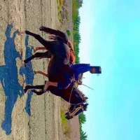 اسب|اسب و تجهیزات اسبسواری|کهنوج, |دیوار
