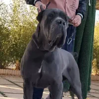 کین کورسو روت وایلر دوبر سگهای گارد