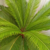 سیکاس گلدانی ارتفاع تنه 40 cm