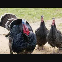 فروش عمده گوشت بوقلمون قطعه بندی
