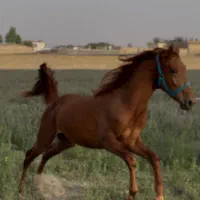 نریان کرند دوستل