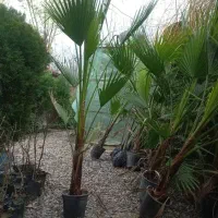 نهالستان