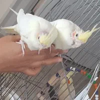 جوجه عروس هلندی رام و دستی