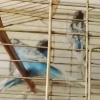 مرغ عشق