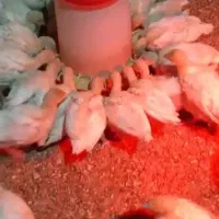 جوجه بوقلمون.