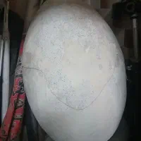 برا اتلیه