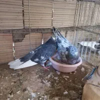 کفتر پرشی (نر وماده)