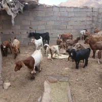 بزوکره|حیوانات مزرعه|کوهساران, |دیوار