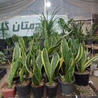 حراج  گلفروشی