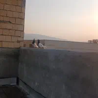 یک جهت نر  ماده کله سیاه ویک نر دم سیاه