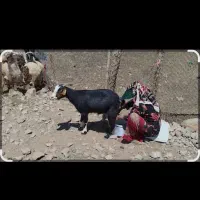شیربز
