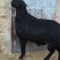 قوچ سه شیره مخصوص نسل کشی